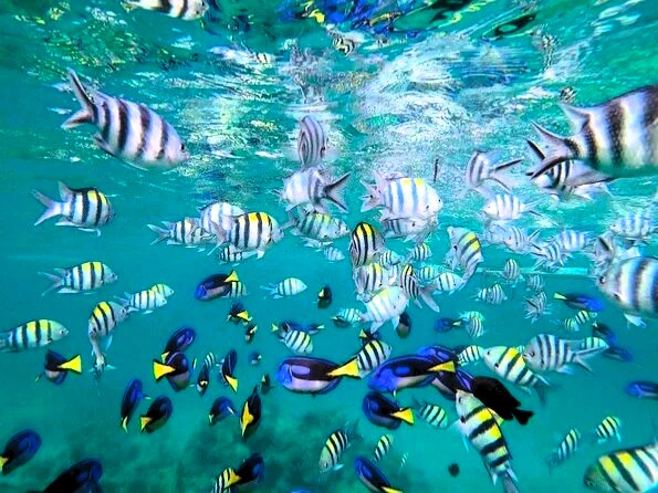 Snorkeling in vibrant coral reefs at Bawe Island
