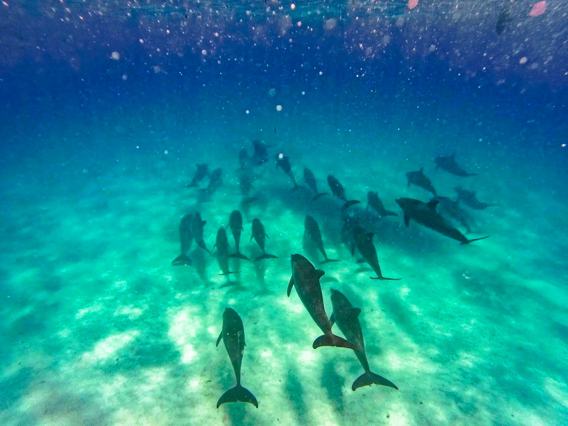 Half Day Dolphin Tour Kizimkazi image