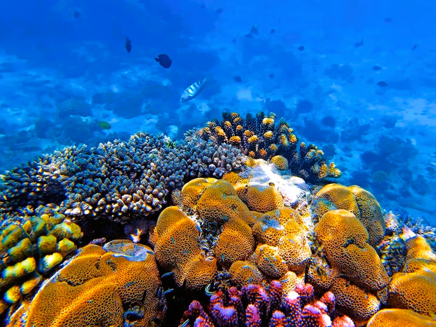 Snorkeling adventure exploring vibrant coral reefs and marine life in Zanzibar