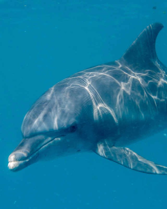 Dolphin watching tour in Zanzibar's coastal waters observing playful marine life