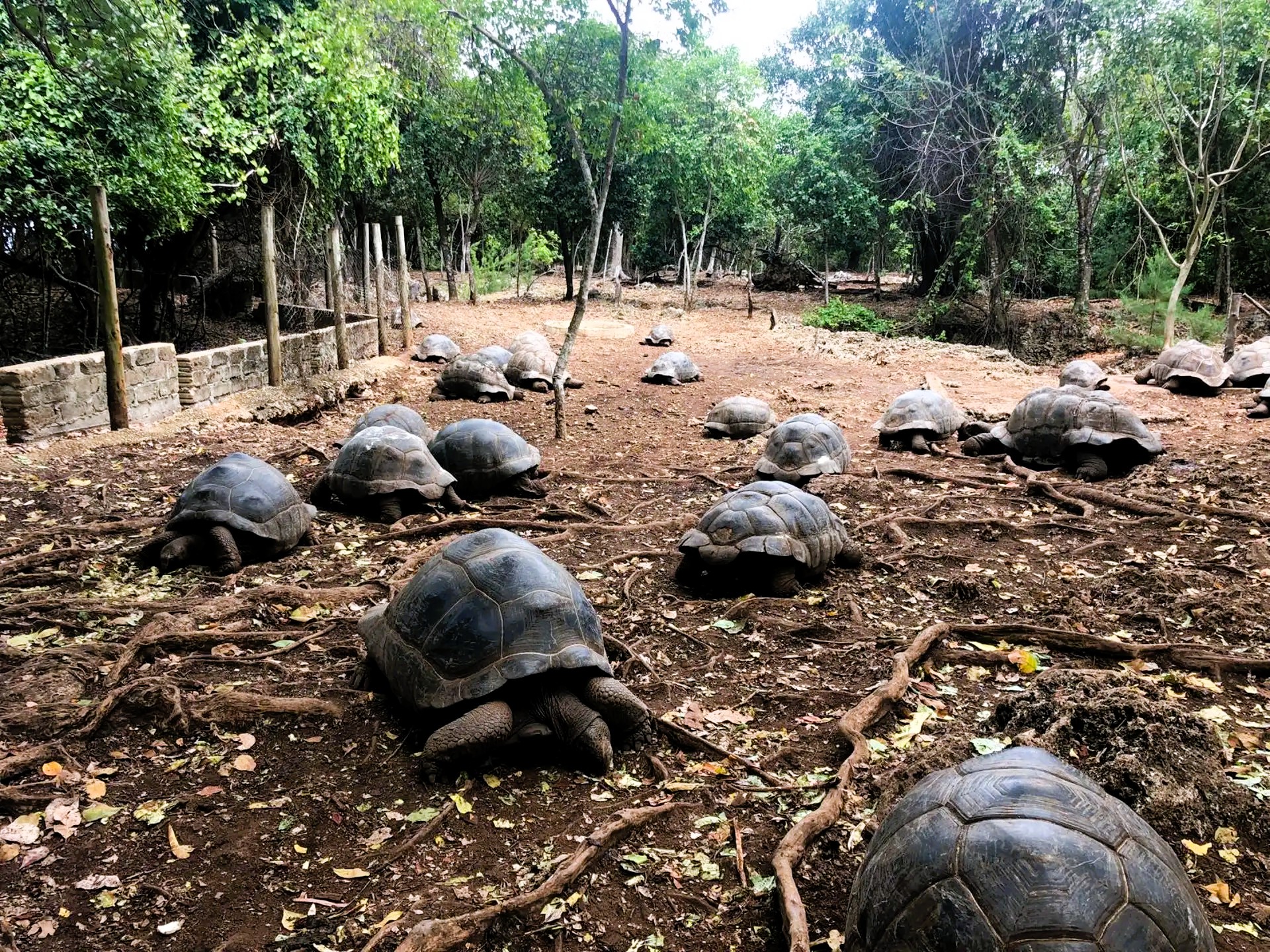 Giant Aldabra tortoises on Prison Island - Full Day Stone Town & Prison Island Tour