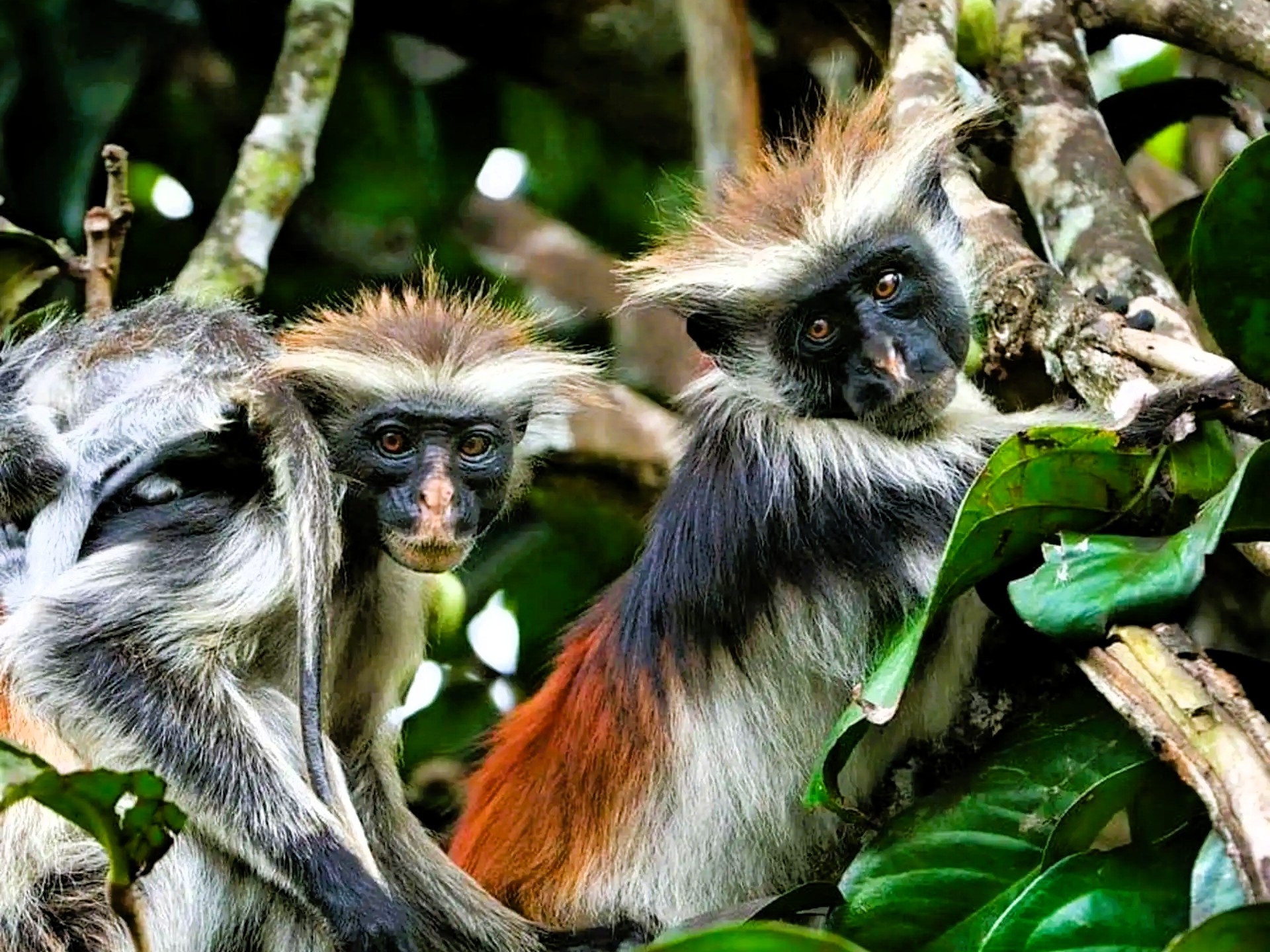 Half Day Jozani Forest, Asalam Cave and Mtende Beach tour image