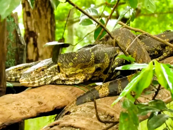 Wildlife at Zala Park during Half Day Tour