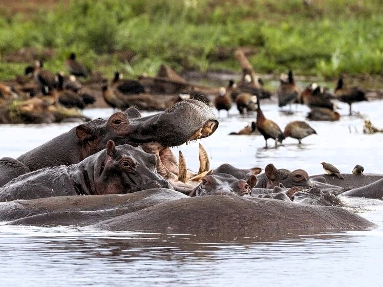 Lake Manyara National Park