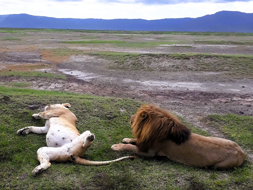 Ngorongoro Crater safari with crater floor views and wildlife