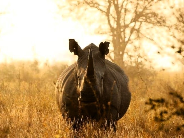 Ngorongoro Crater