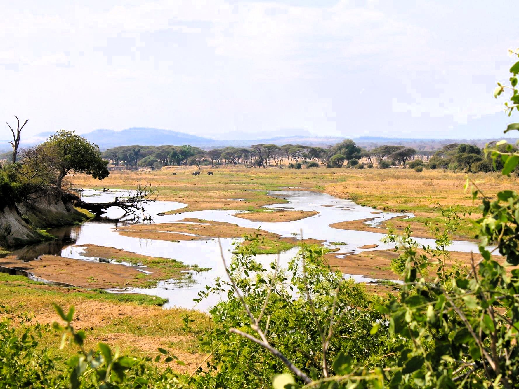 Ruaha National Park Great Ruaha River wildlife and elephant bathing