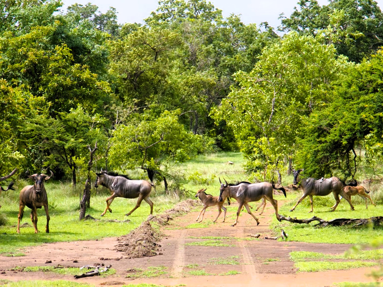 Selous Game Reserve scenic savanna and wildlife landscape