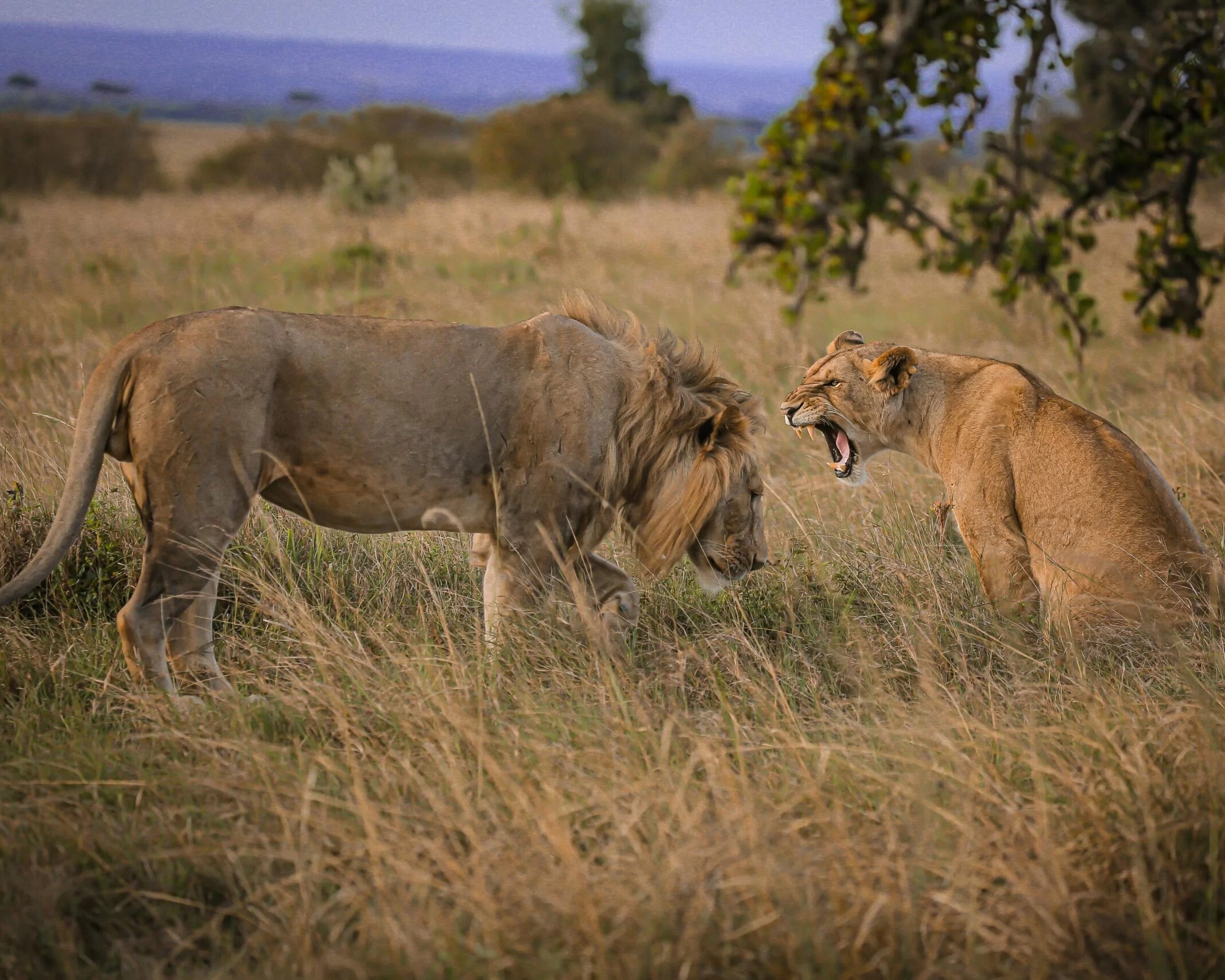 Mainland Tanzania Safaris image