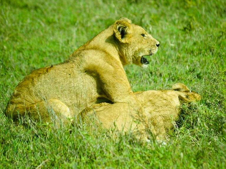 Tarangire National Park safari landscape with baobab trees and wildlife
