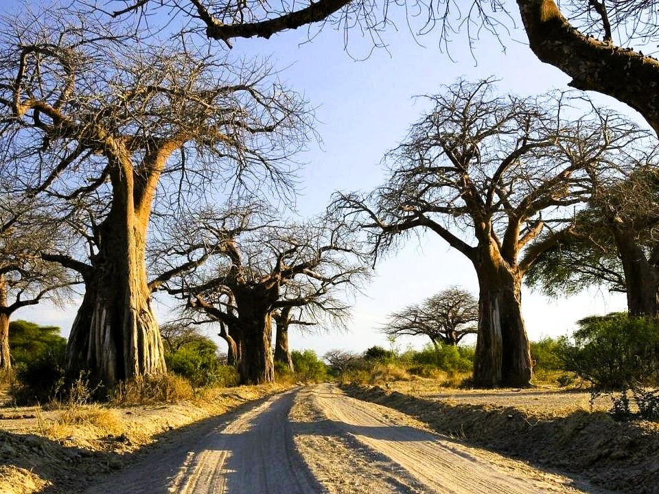 Tarangire National Park