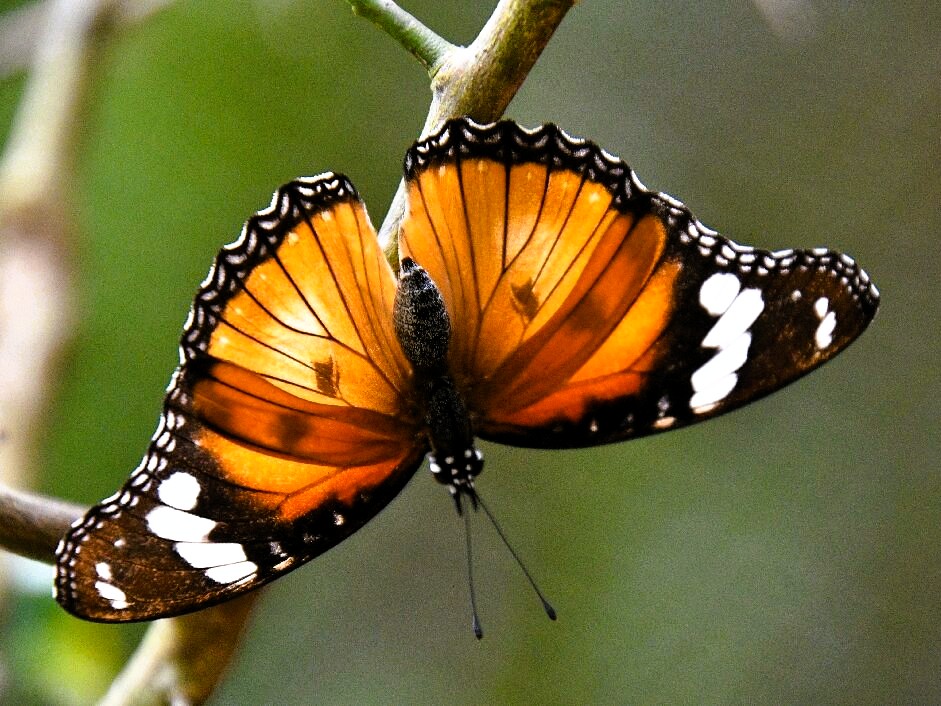 Half Day Zanzibar Butterfly Centre tour image
