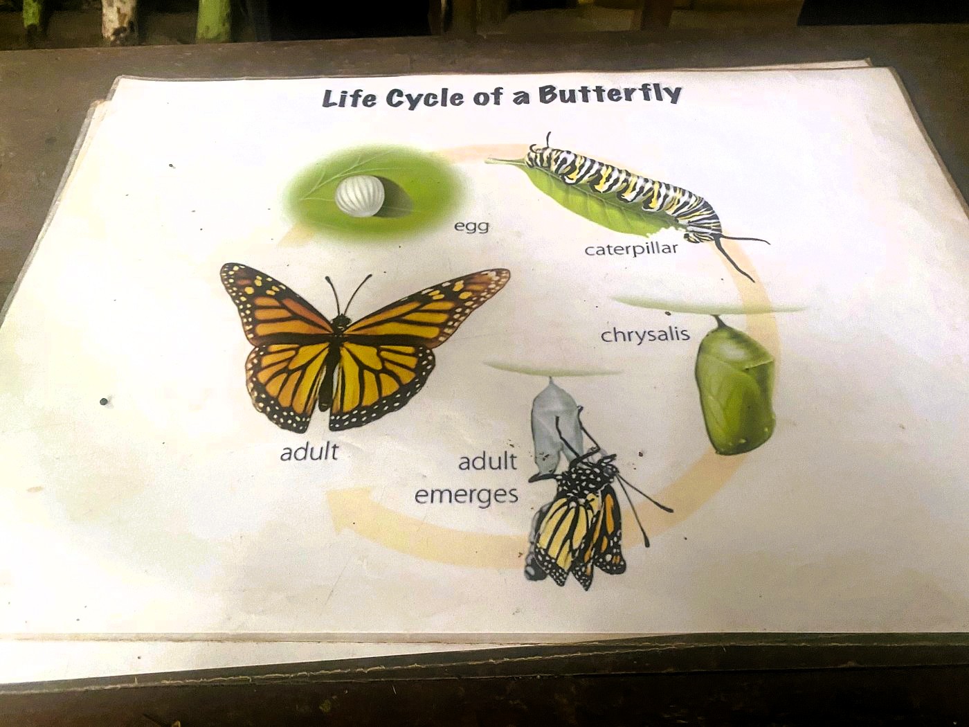 Image of butterflies in natural habitat at Zanzibar Butterfly Centre