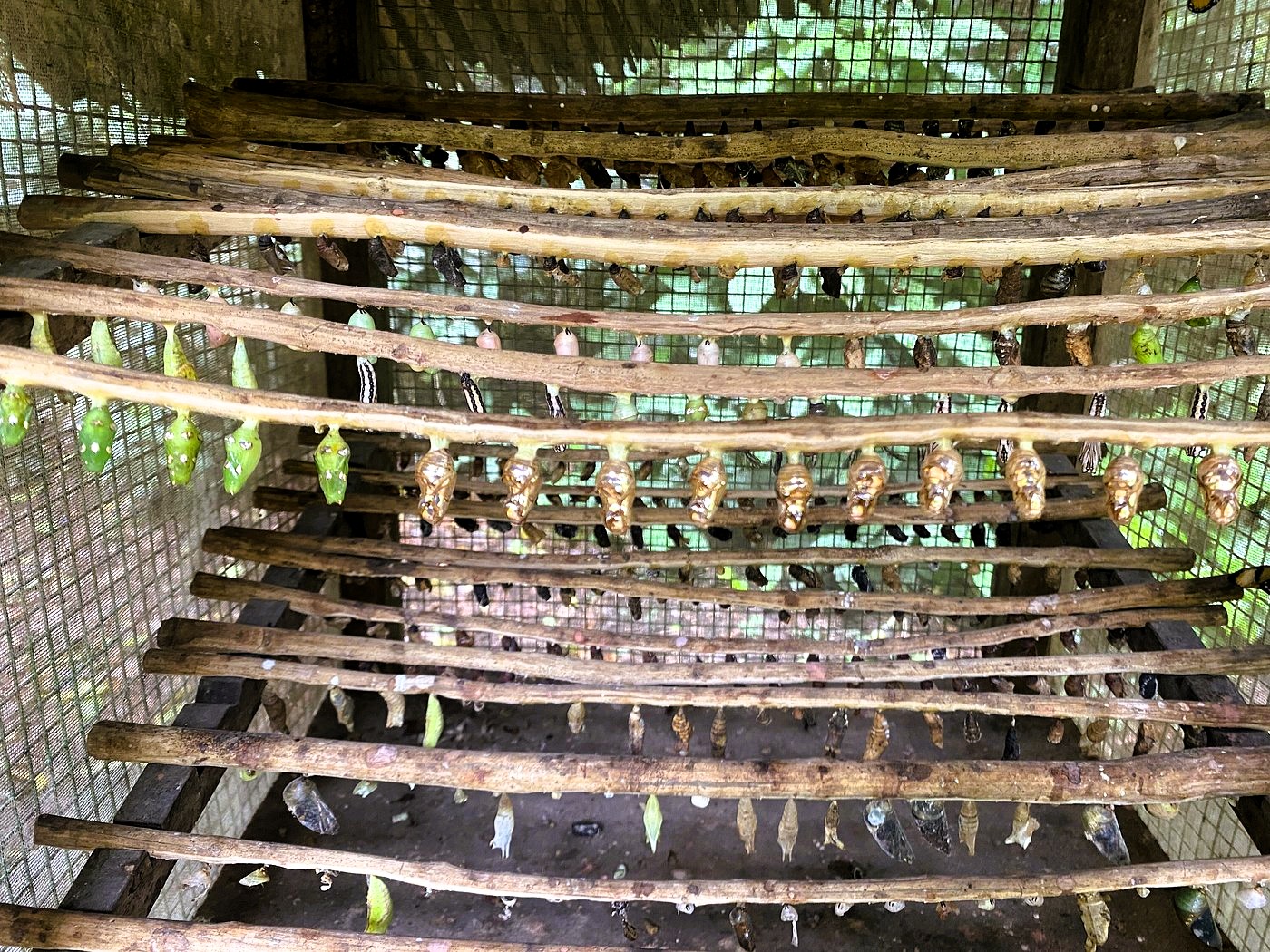 Image of metamorphosis process at Zanzibar Butterfly Centre tour